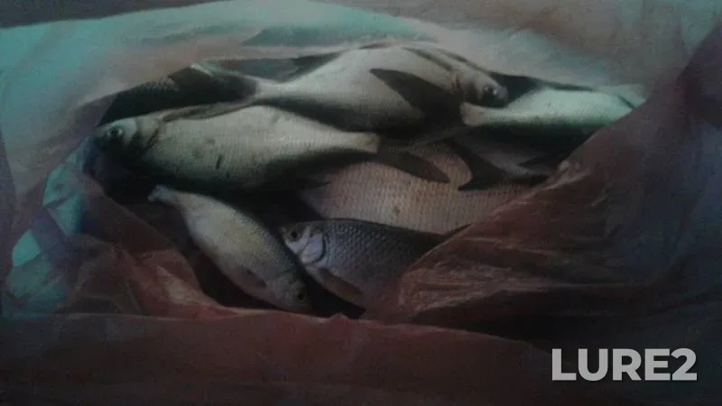Bream, Roach — Charysh, Jan 12, 2019