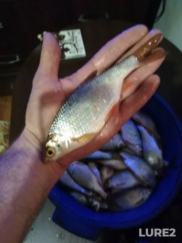 Roach — Ob, Jan 24, 2019