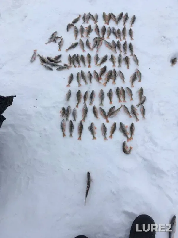 Perch — Petrovskoye, Feb 25, 2019