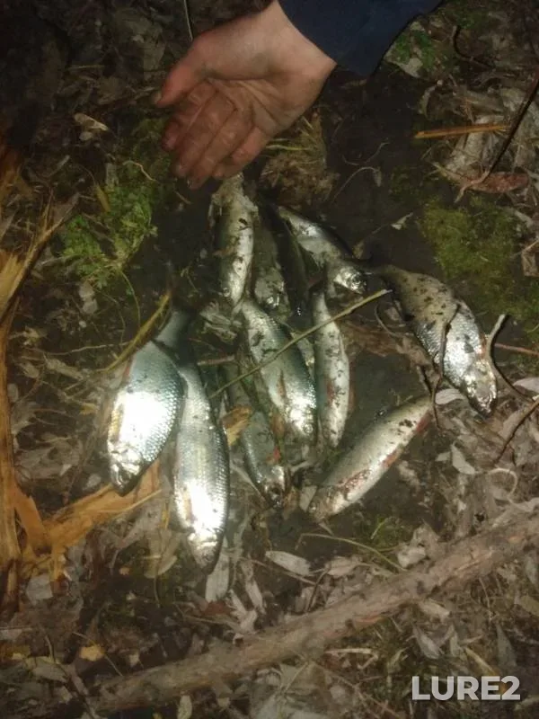 Roach — Barnaulka, Apr 14, 2019