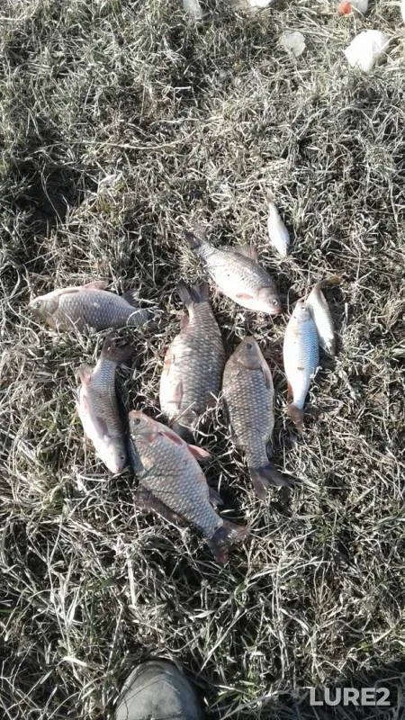 Crucian carp, Roach — Kudrikha, Apr 22, 2019