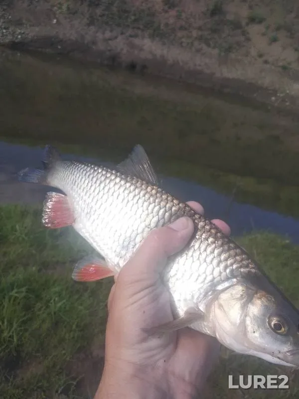 Chub — Burets, Jun 02, 2019