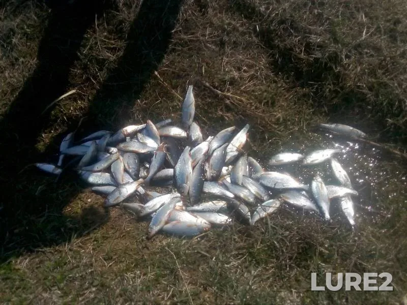 Roach — Khomutina (Baykal), May 05, 2019