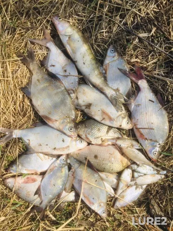 Bream, Zander — protoka Yerestinskaya, May 09, 2019