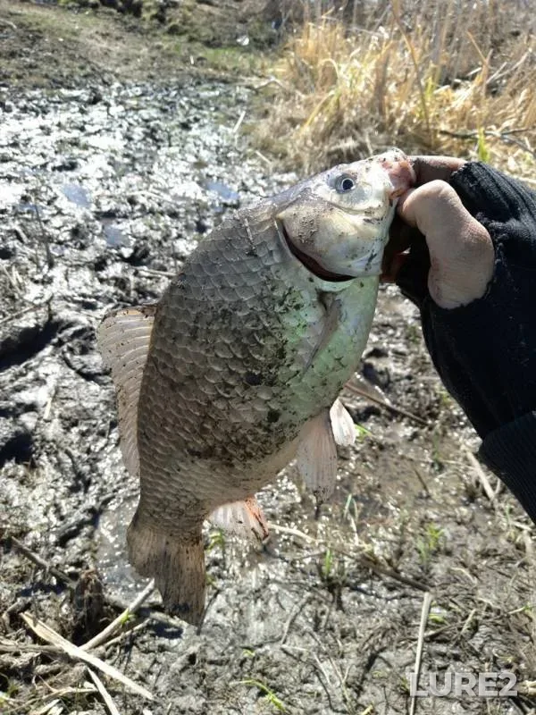 Crucian carp — Altayskiy kray, May 11, 2019