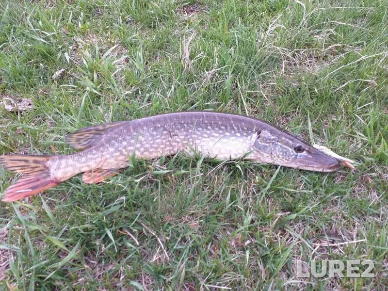 Pike — Kryushnoye, May 12, 2019