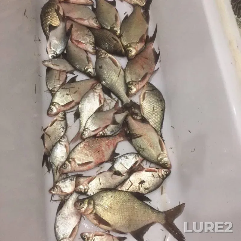 Bream, Crucian carp — protoka Yerestinskaya, May 17, 2019