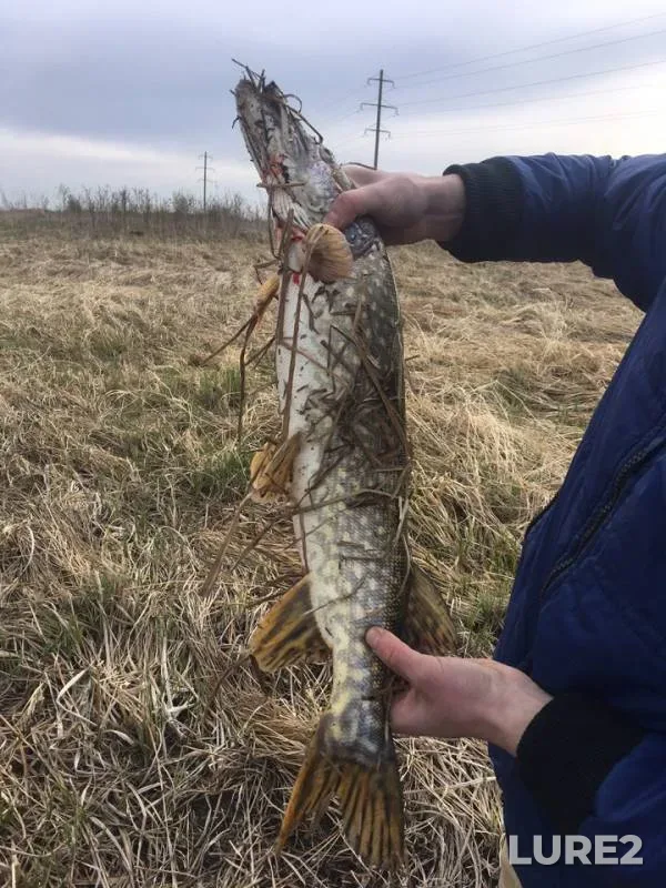Pike — Malyy Firsovskiy karyer, May 18, 2019
