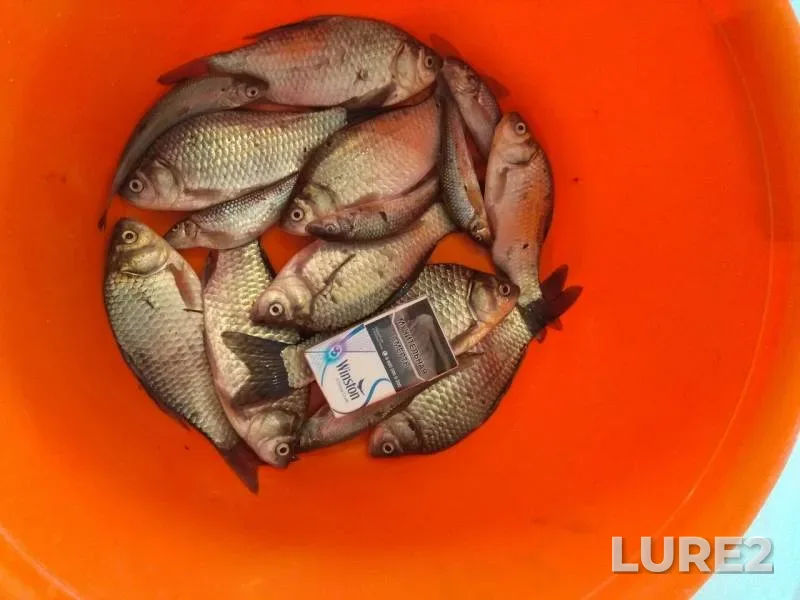 Crucian carp — Kamenka, May 19, 2019