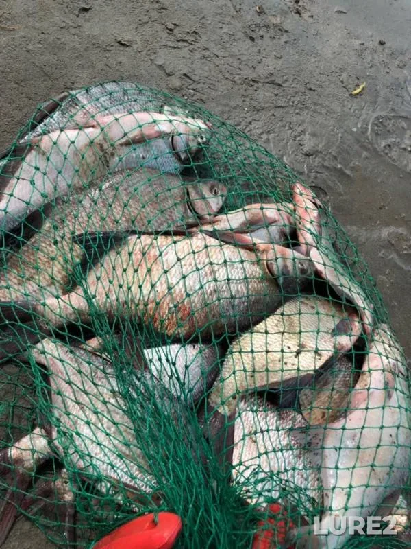 Bream — Ob, May 20, 2019