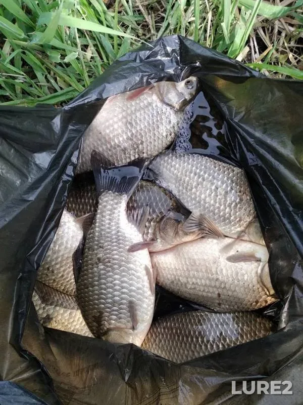 Crucian carp — Bolshaya Cheremshanka, May 22, 2019