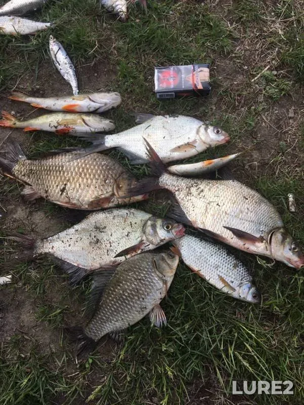 Bleak, Bream — Anichikha, May 24, 2019