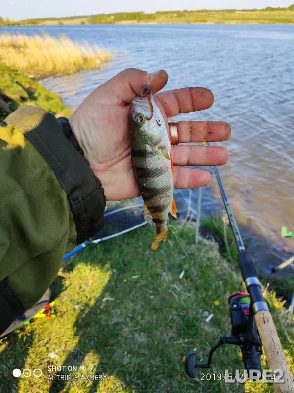 Crucian carp — Shakhi, May 25, 2019