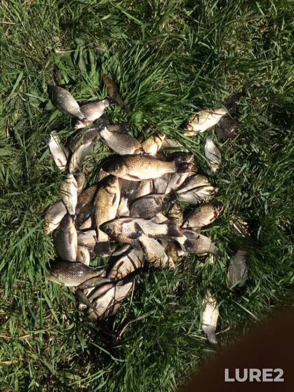 Crucian carp — Ogurtsovo, Jun 02, 2019