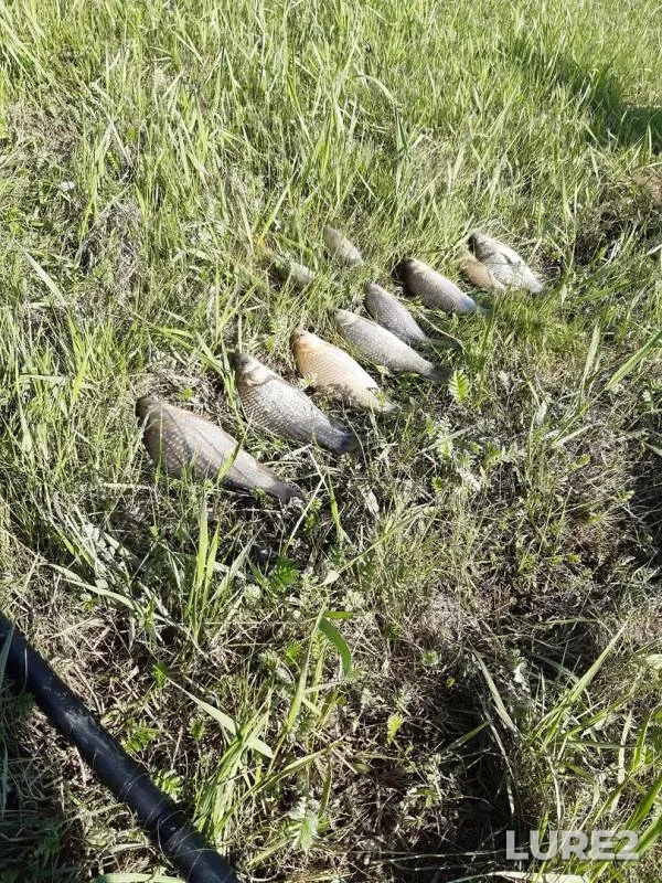 Crucian carp — Bolshaya Kalmanka, Jun 02, 2019