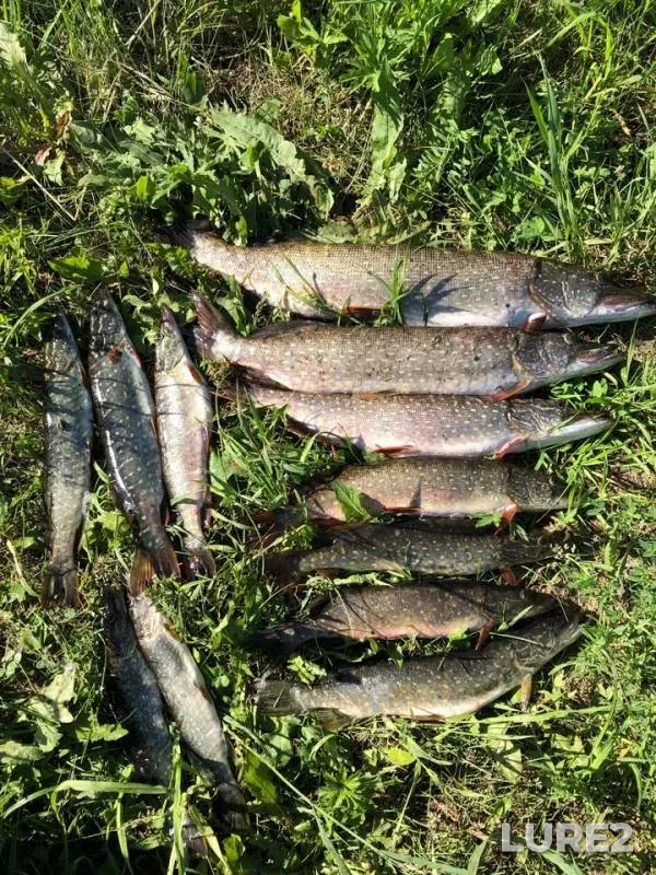 Pike — Novopolskiy, Jun 17, 2019