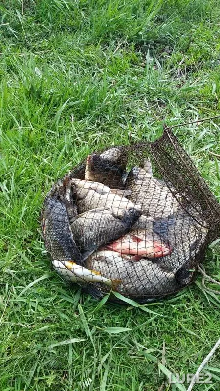 Crucian carp, Perch — Krivoye, Jun 02, 2019