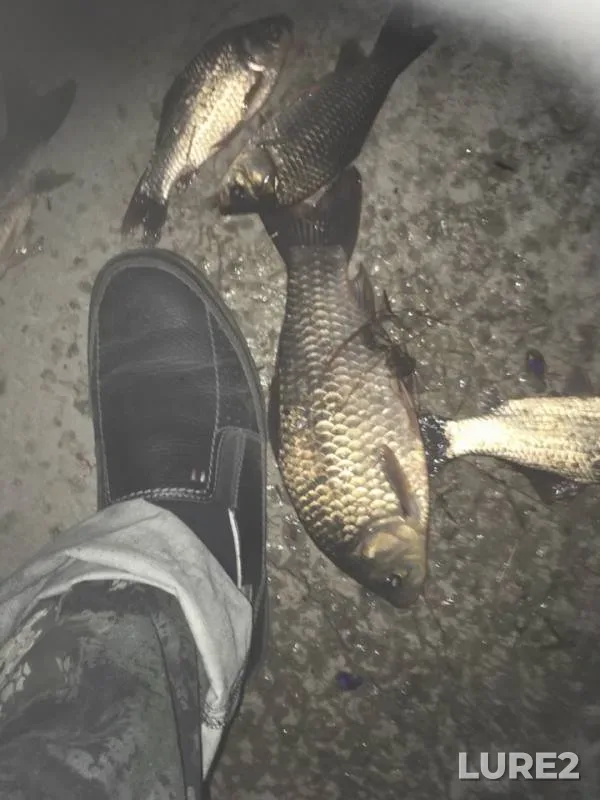 Crucian carp — Sennikovo, Jun 13, 2019