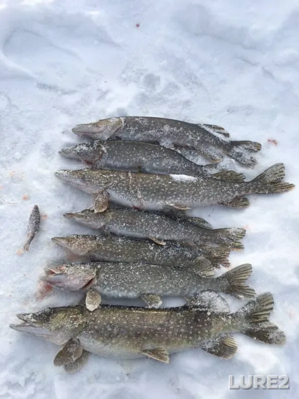 Pike — Chatkul, Feb 02, 2019