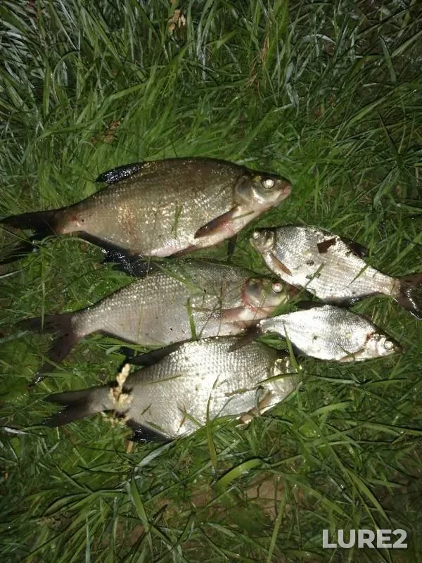 Bream, Ide — Charysh, Jun 28, 2019