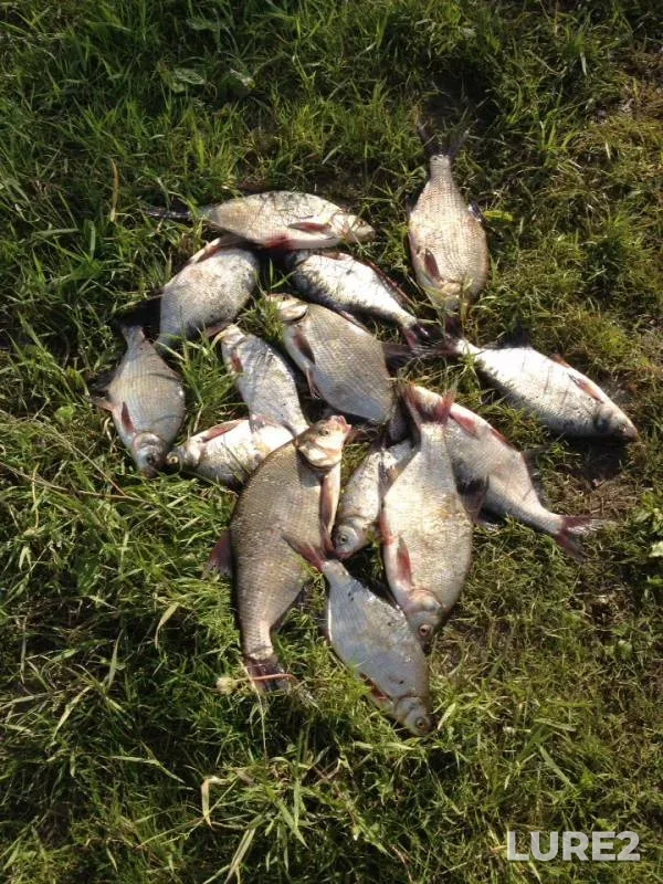 Bream — Ob, Jul 01, 2019