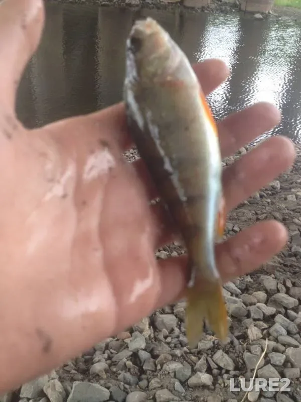 Perch — Altayskiy kray, Jul 08, 2019