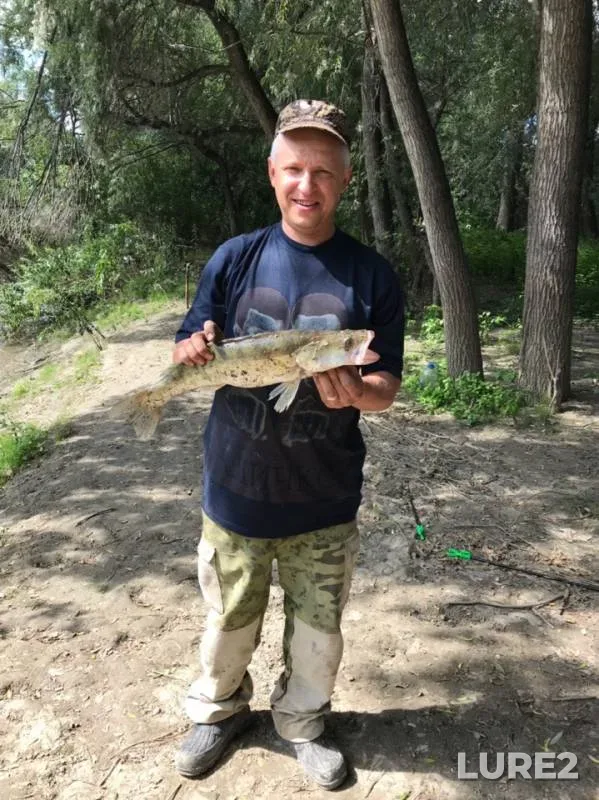 Zander — protoka Staritsa Obi (Sukhovskaya), Jul 12, 2019