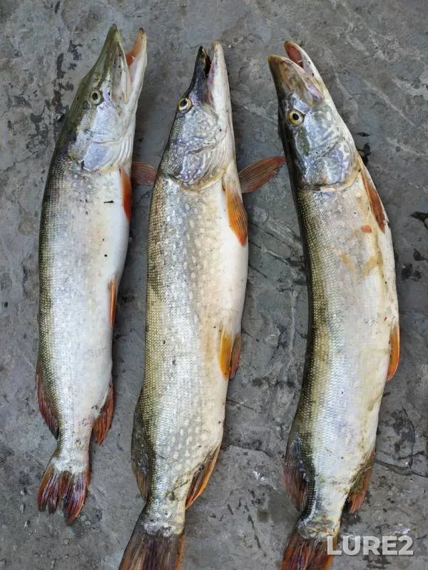 Pike — staritsa Staryy Aley, Jul 13, 2019