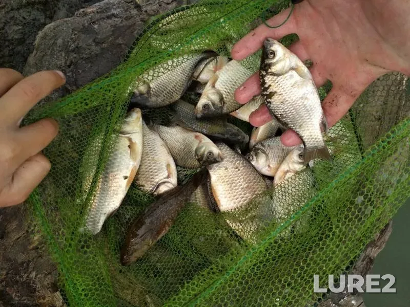Crucian carp — Altayskiy kray, Pavlovskiy rayon, Jul 24, 2019