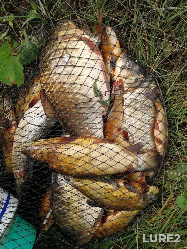 Crucian carp, Tench — Dadochkino, Jul 27, 2019