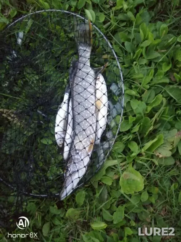 Pike — Grebnoy kanal, Jul 29, 2019