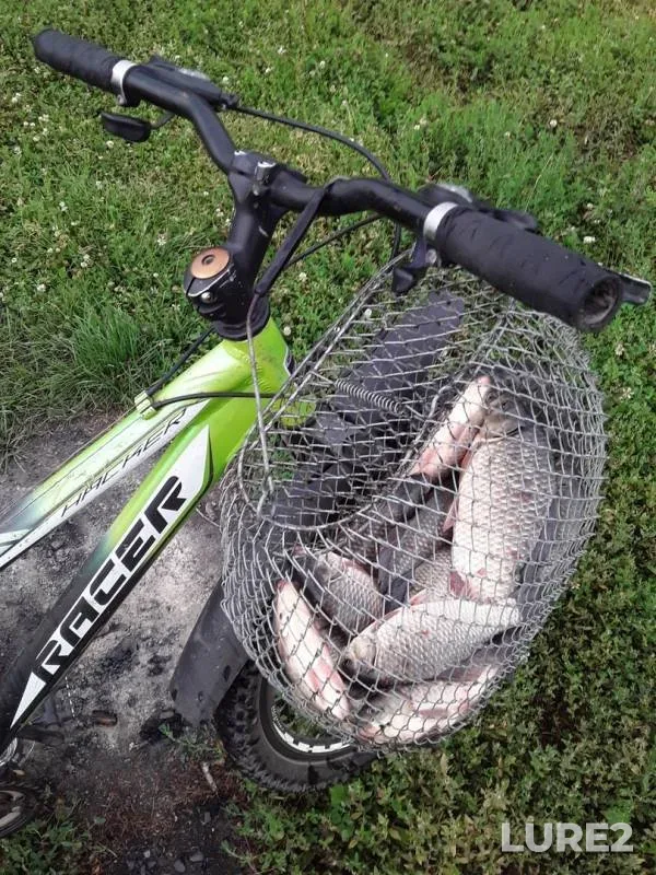 Crucian carp — Altayskiy kray, Pavlovskiy rayon, Jul 30, 2019