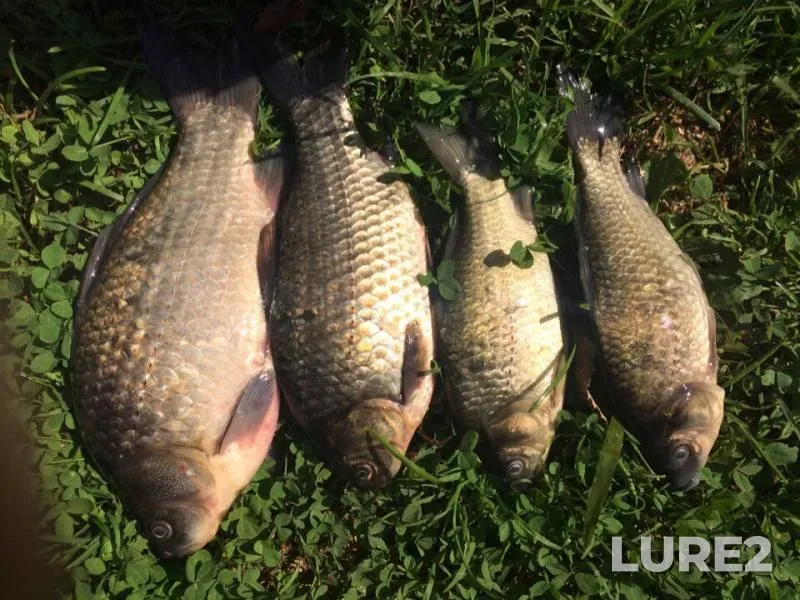 Crucian carp — Karabashka, Aug 04, 2019