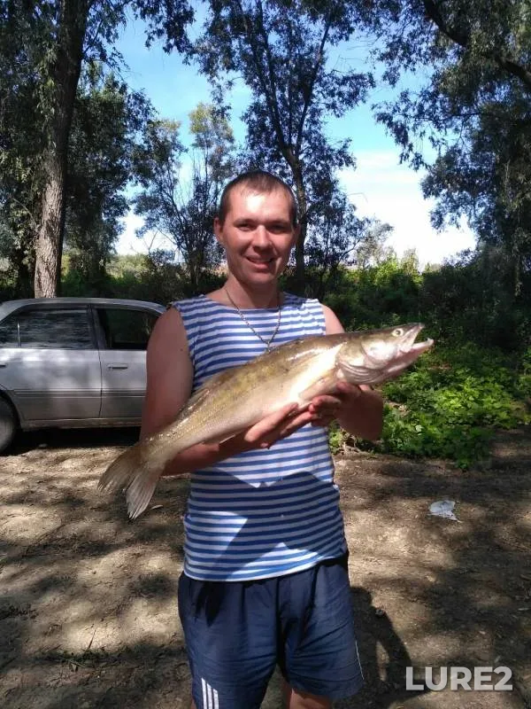 Zander — protoka Staritsa Obi (Sukhovskaya), Aug 06, 2019