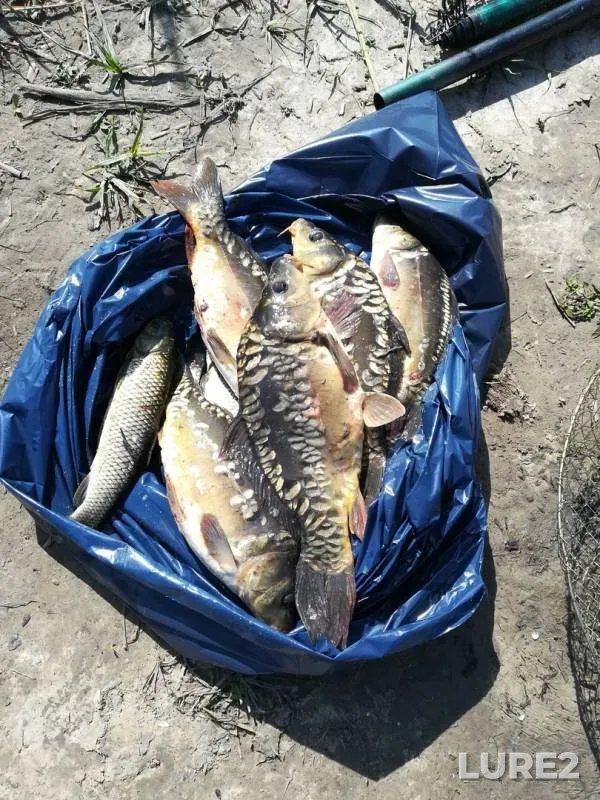 Carp — Altayskiy kray, Pavlovskiy rayon, Aug 12, 2019