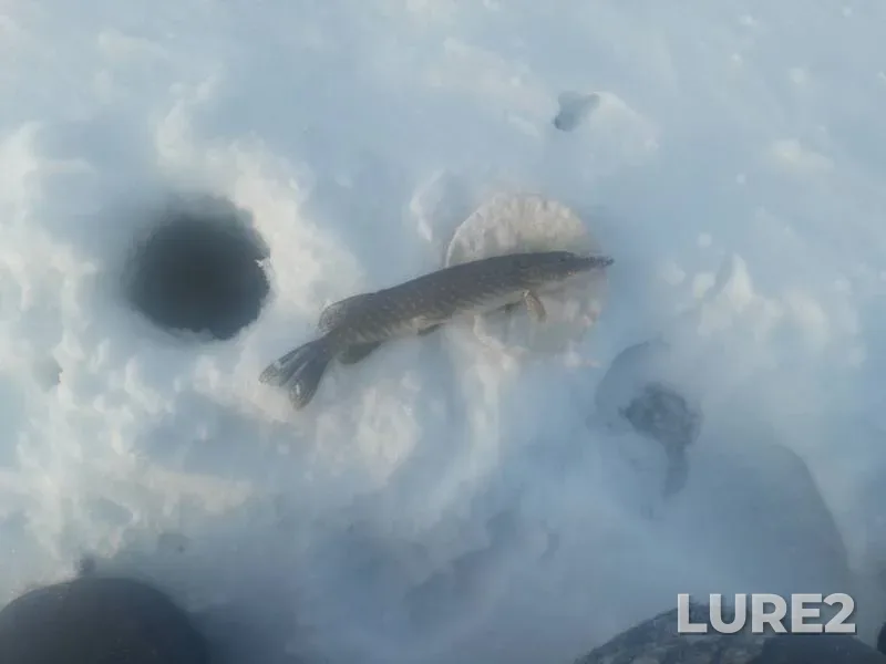 Pike — Laboda, Jan 06, 2019