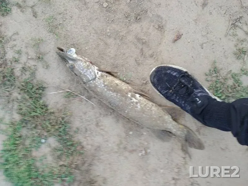 Pike — Gryaznukha, Aug 29, 2019