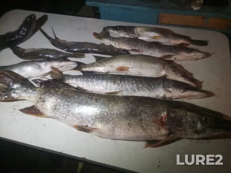 Pike — Anuy, Sep 22, 2019
