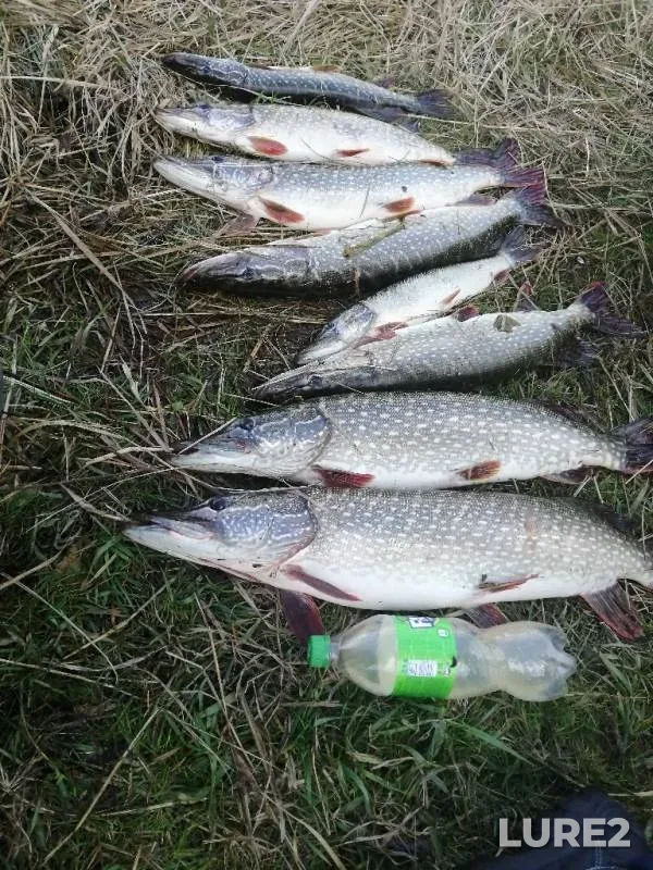 Pike — Altayskiy kray, Oct 01, 2019