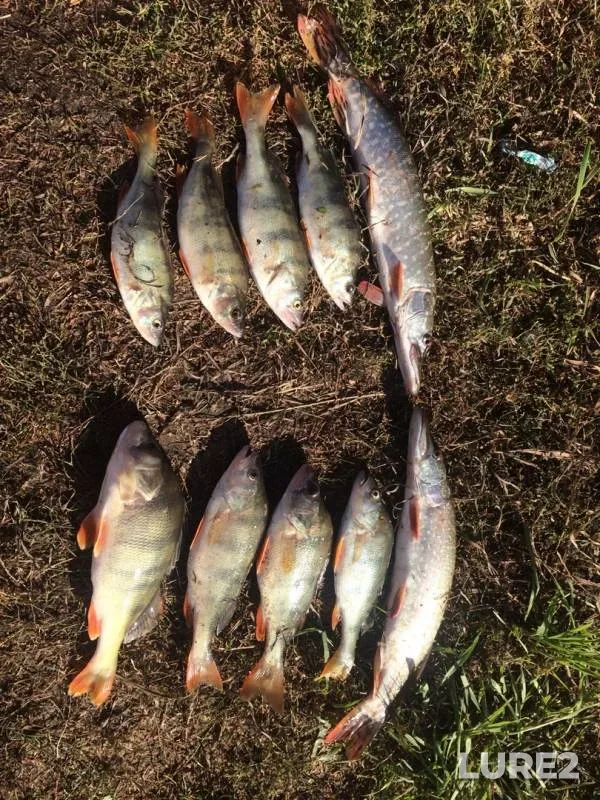 Perch, Pike — Chumysh, Oct 10, 2019
