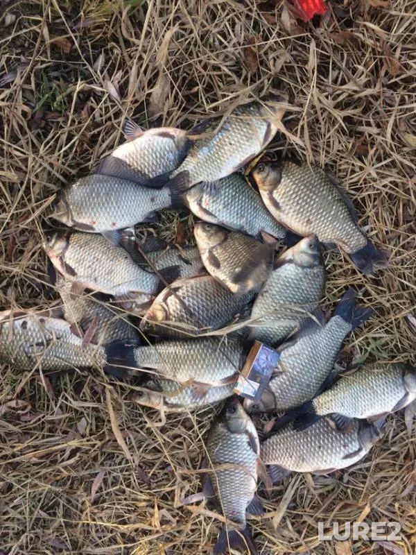 Crucian carp — protoka Zalomnaya, Oct 10, 2019