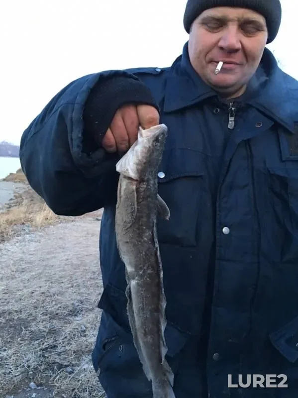Burbot — protoka Lapka, Nov 11, 2019