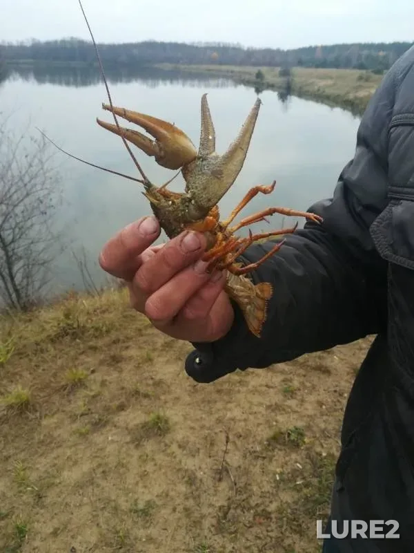 Carp — Moskovskaya oblast, Pavlovo-Posadskiy gorodskoy okrug, Nov 06, 2019