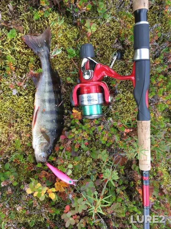 Perch — Annama, Sep 19, 2019