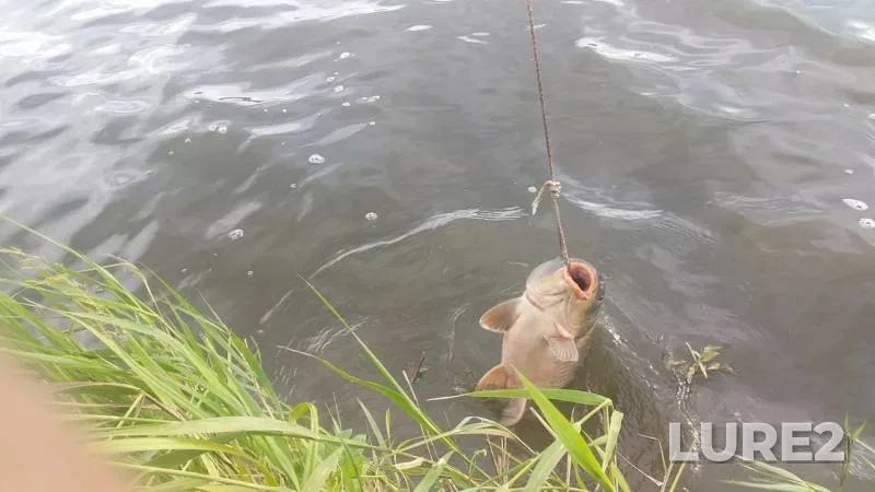 Carp — Lubna, Jul 19, 2019