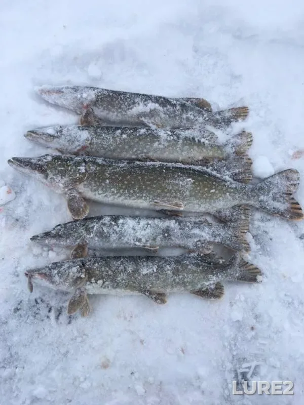 Pike — Belaya, Dec 09, 2018