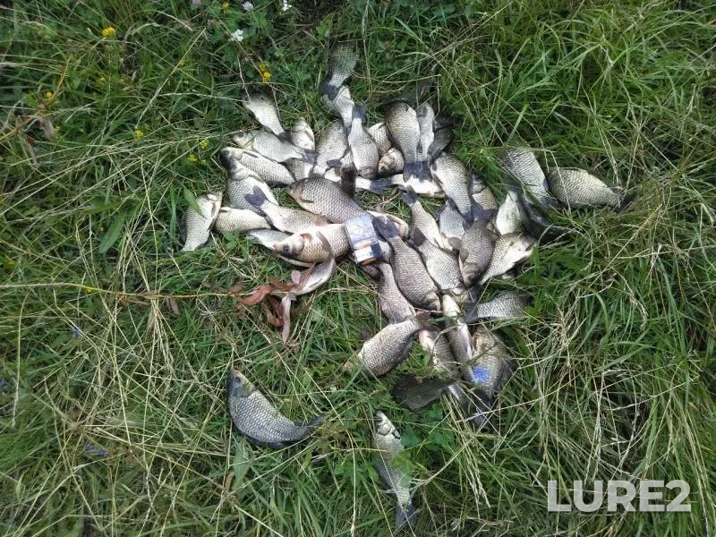 Crucian carp — Orlovskaya oblast, Jul 19, 2019