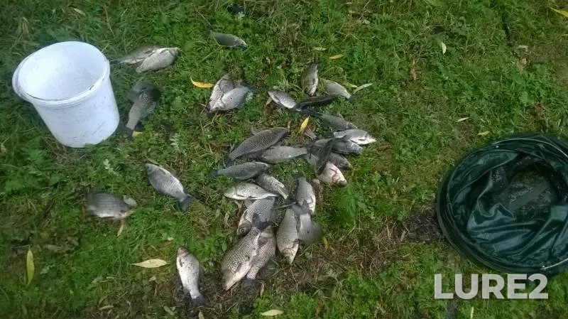 Crucian carp, Perch — Orlovskaya oblast, Jul 17, 2019
