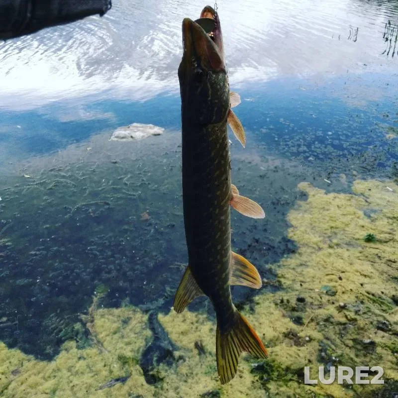 Pike — Oka, Jul 12, 2019