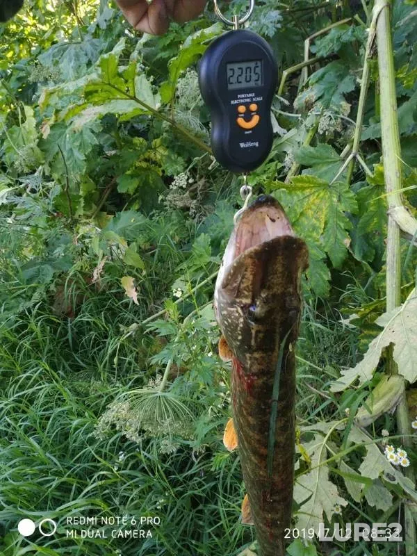Pike — Oka, Jul 12, 2019